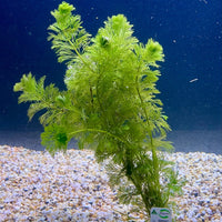 Pisces Enterprises Bunch Plant Ambulia Bunch Ambulia Bunch Aquarium Plants for sale online