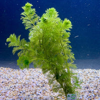 Pisces Enterprises Bunch Plant Ambulia Bunch Ambulia Bunch Aquarium Plants for sale online