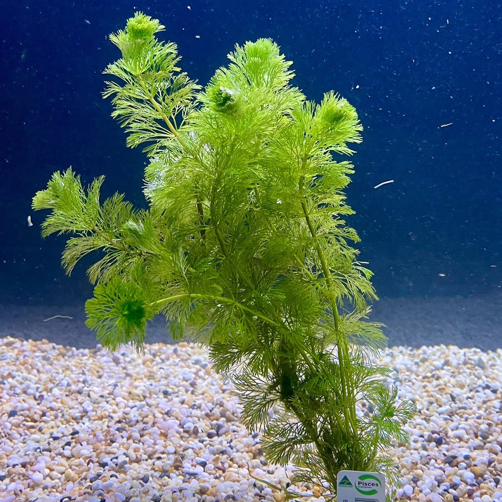 Pisces Enterprises Bunch Plant Ambulia Bunch Ambulia Bunch Aquarium Plants for sale online