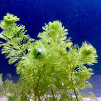 Pisces Enterprises Bunch Plant Ambulia Bunch Ambulia Bunch Aquarium Plants for sale online