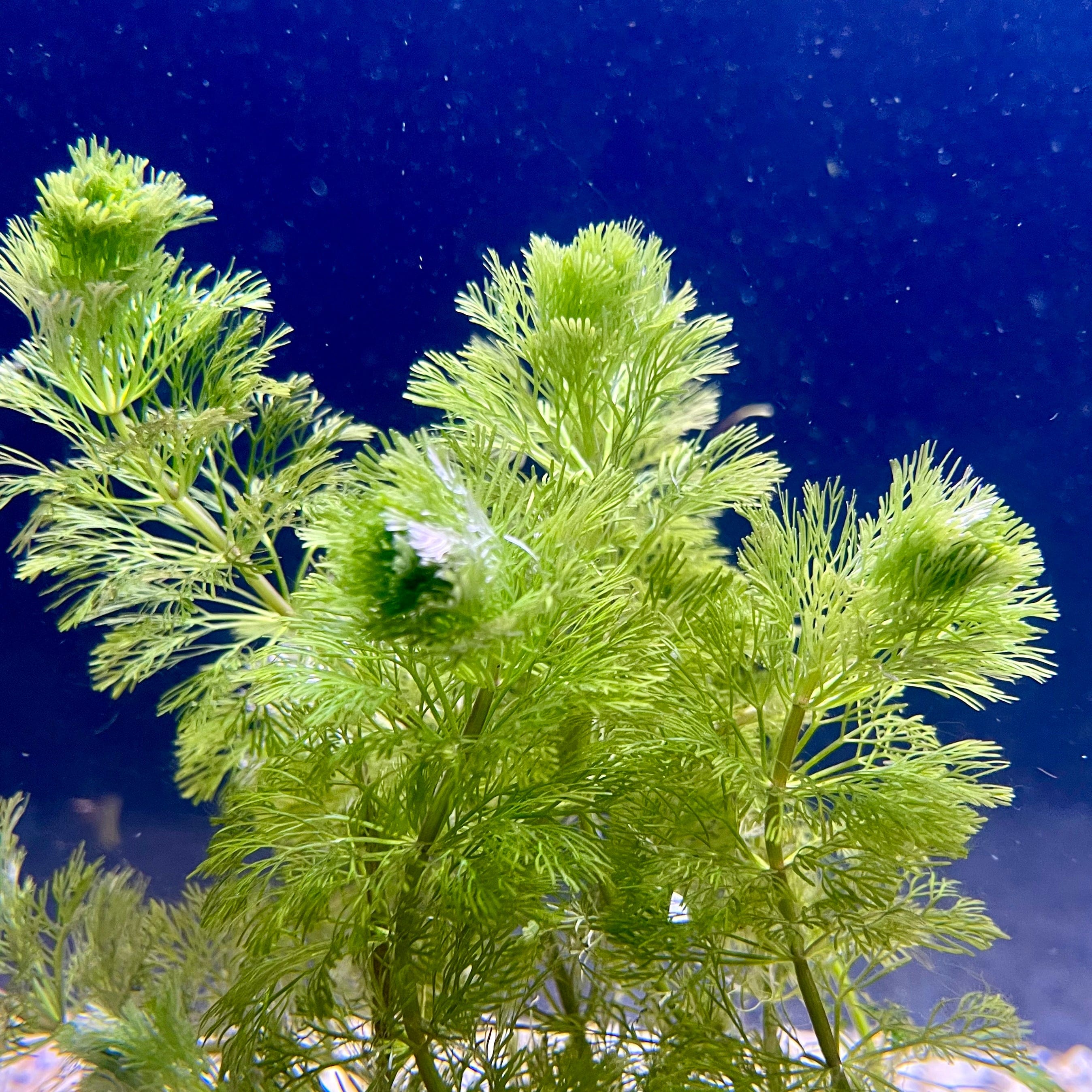 Pisces Enterprises Bunch Plant Ambulia Bunch Ambulia Bunch Aquarium Plants for sale online