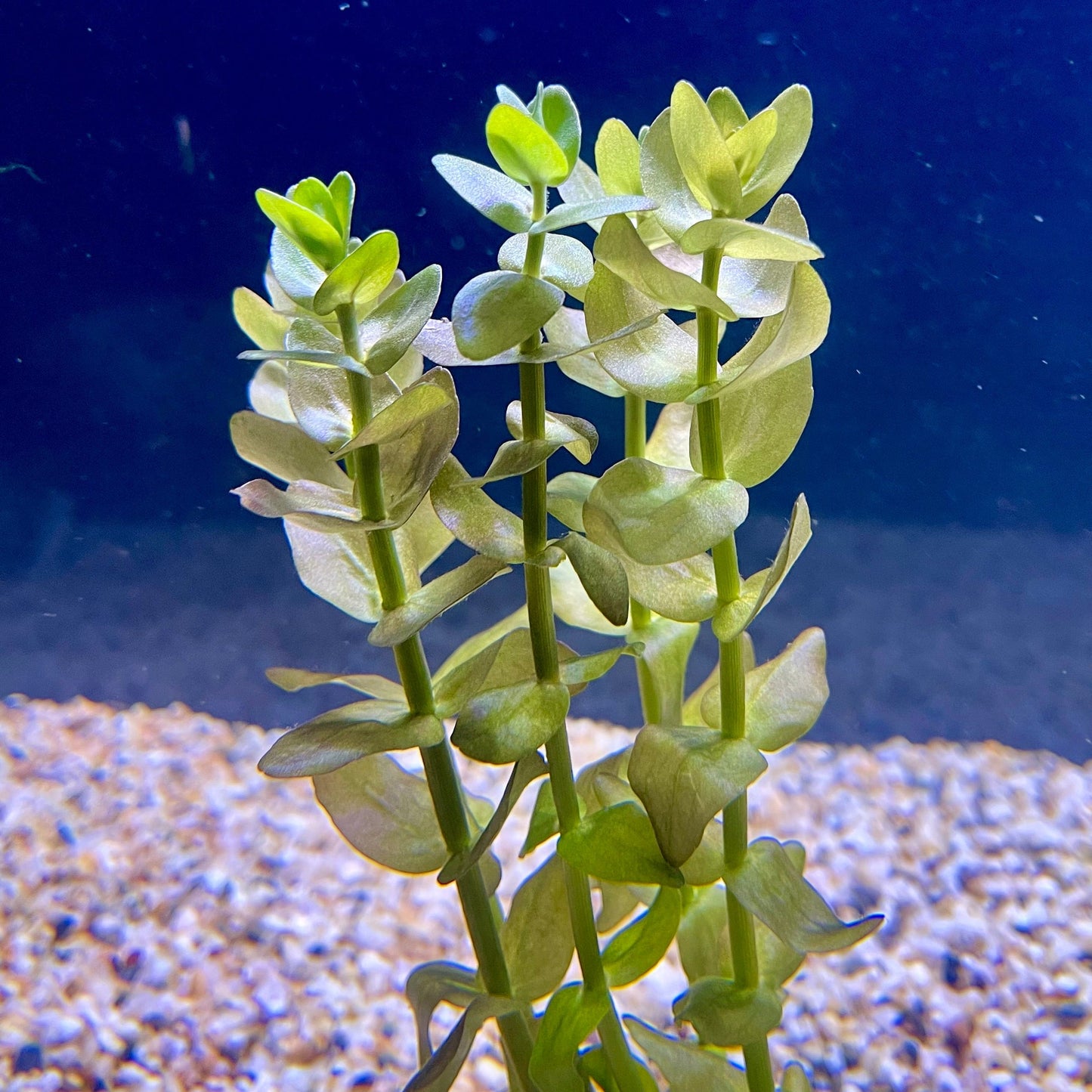 Pisces Enterprises Bunch Plant Bacopa Bunch Bacopa Bunch
