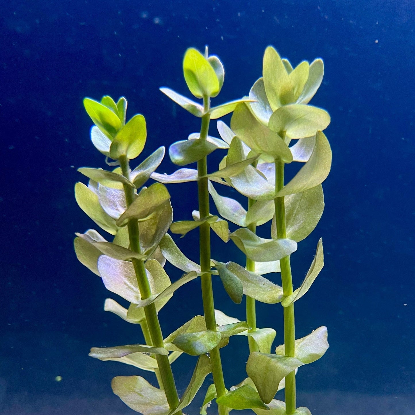 Pisces Enterprises Bunch Plant Bacopa Bunch Bacopa Bunch