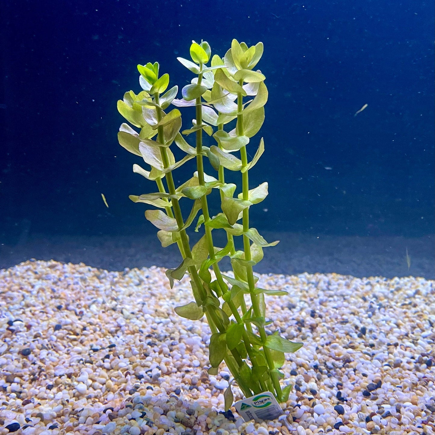 Pisces Enterprises Bunch Plant Bacopa Bunch Bacopa Bunch