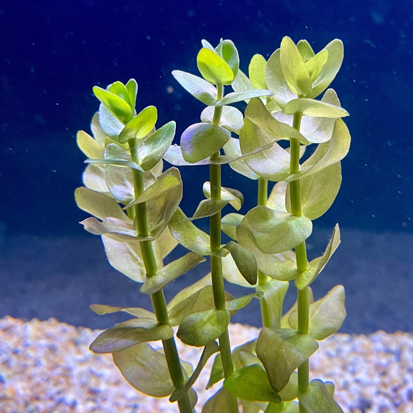 Pisces Enterprises Bunch Plant Bacopa Bunch Bacopa Bunch