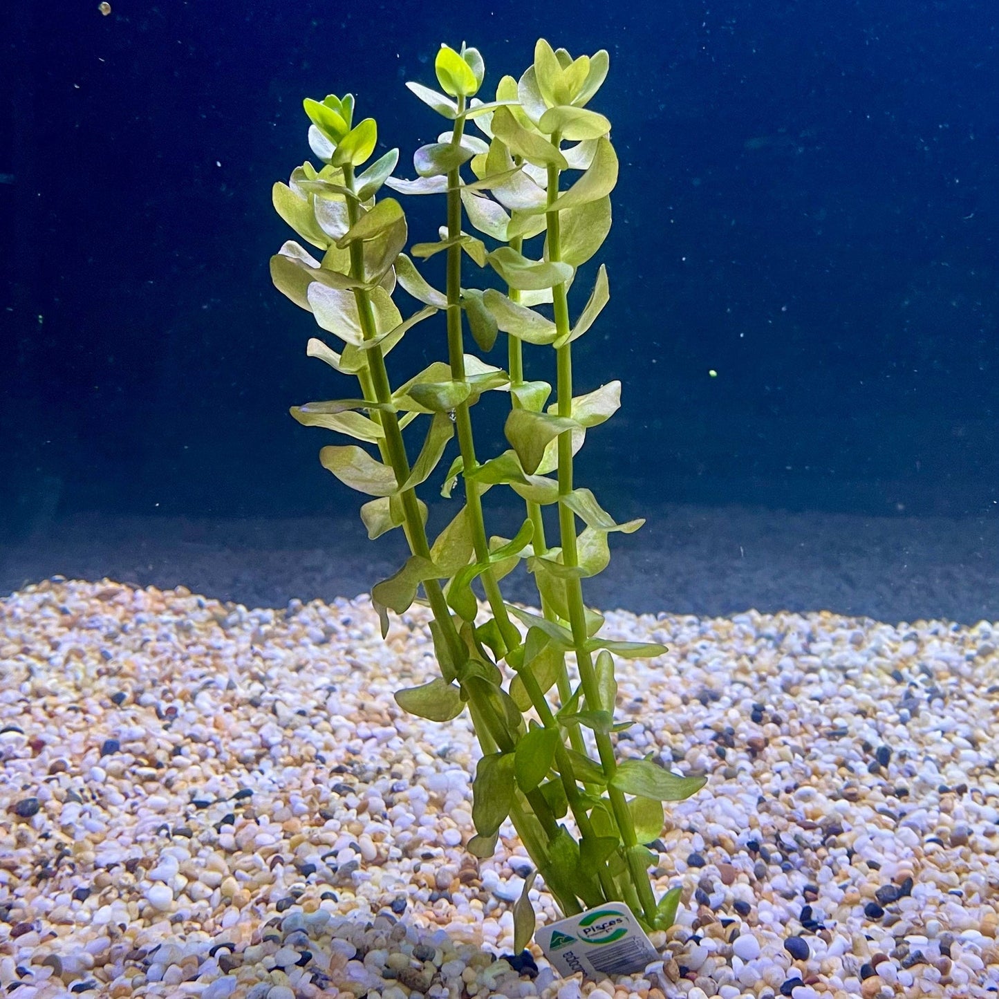 Pisces Enterprises Bunch Plant Bacopa Bunch Bacopa Bunch