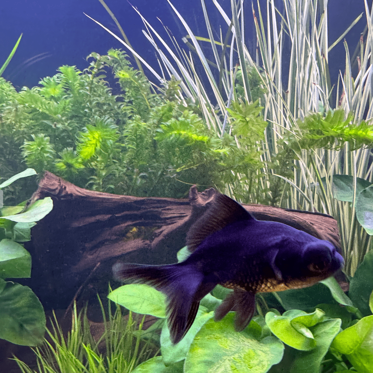 Pisces Enterprises Bunch Plant Elodea Bunch (Not SA & NSW) Buy Elodea Supreme Aquarium Bunch Plant - Scapeshop Australia