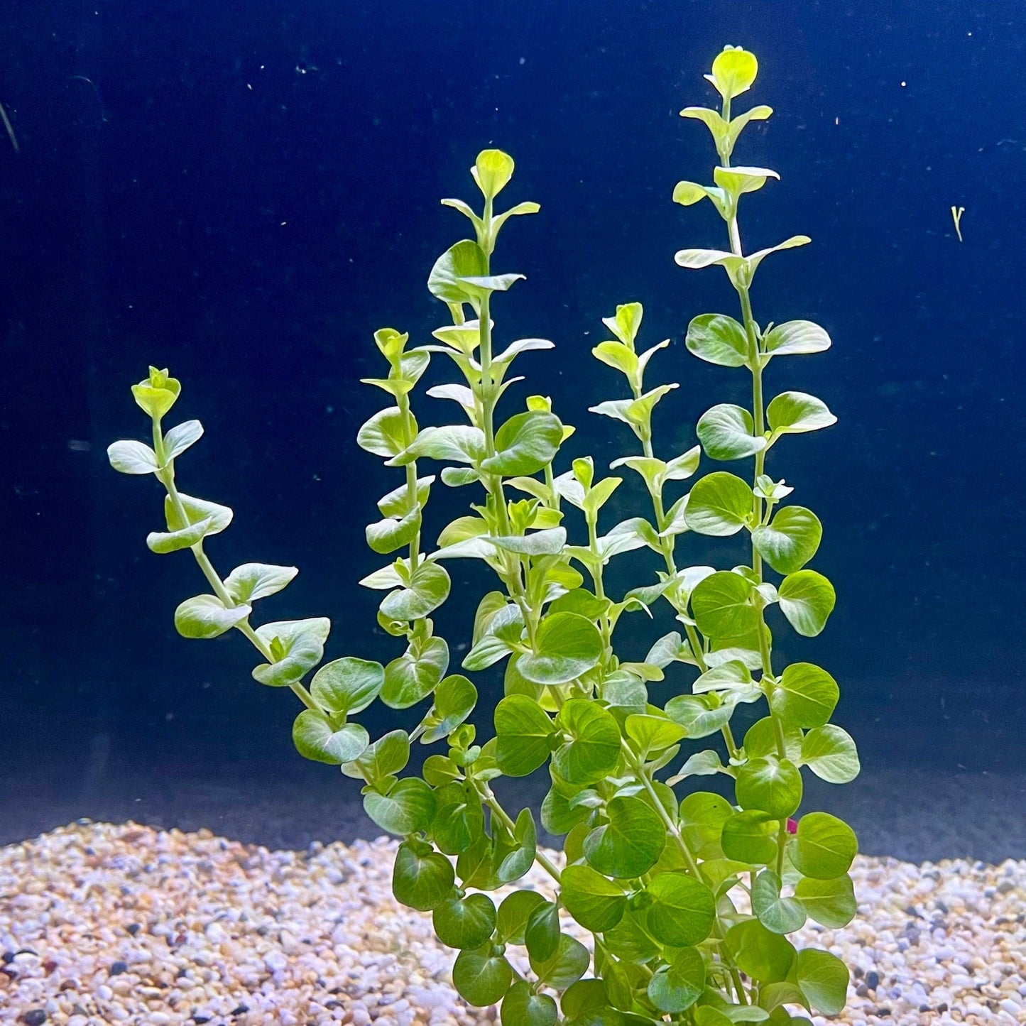 Pisces Enterprises Bunch Plant Gold Pennywort Bunch Shop for Gold Pennywort Aquarium Plant Bunch Scapeshop Australia