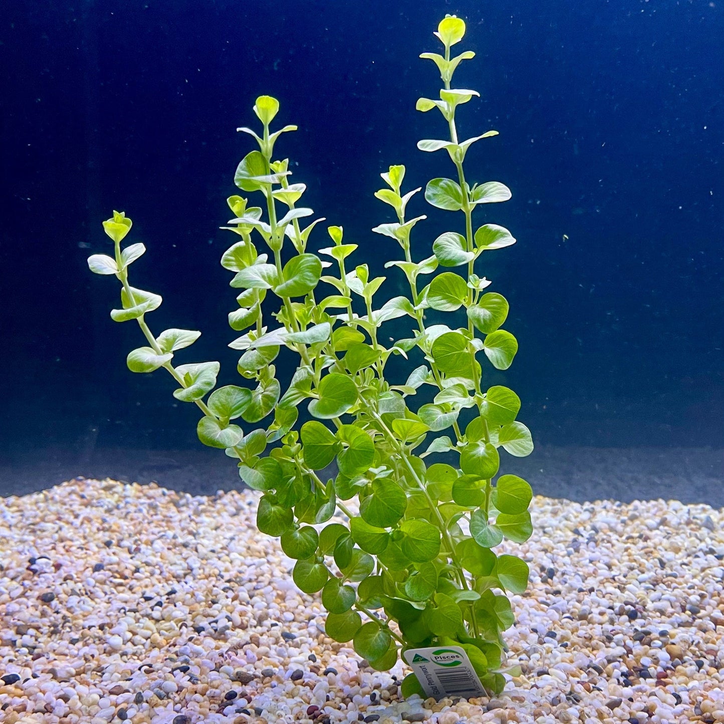 Pisces Enterprises Bunch Plant Gold Pennywort Bunch Shop for Gold Pennywort Aquarium Plant Bunch Scapeshop Australia