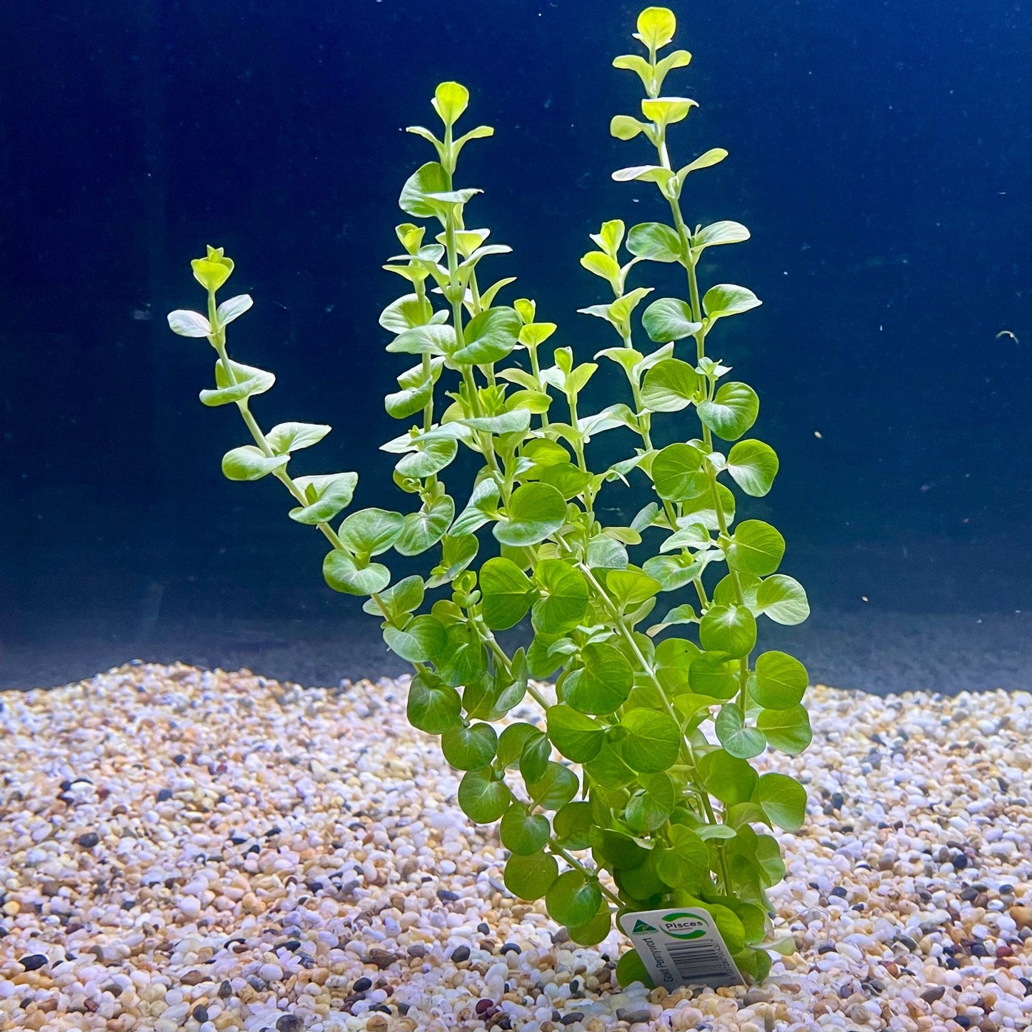 Pisces Enterprises Bunch Plant Gold Pennywort Bunch Shop for Gold Pennywort Aquarium Plant Bunch Scapeshop Australia