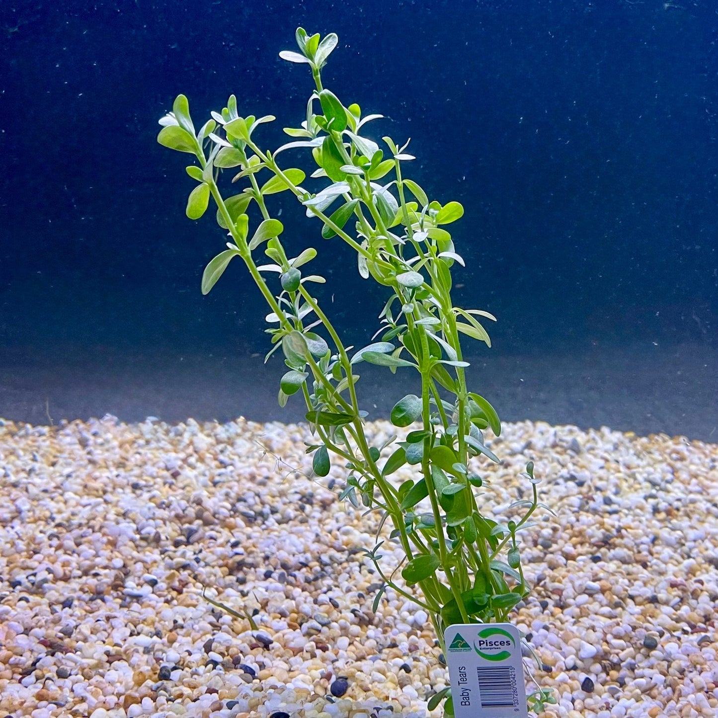 Pisces Enterprises Bunch Plant Green Baby Tears Bunch Shop for Green Baby Tears Aquarium Plant Bunch Scapeshop Australia