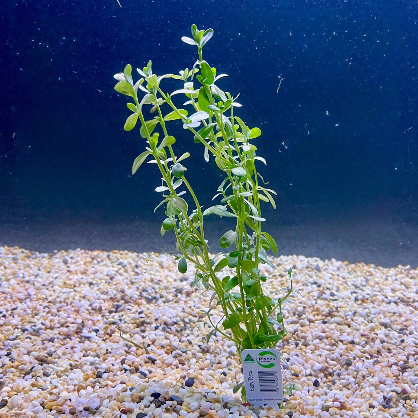 Pisces Enterprises Bunch Plant Green Baby Tears Bunch Shop for Green Baby Tears Aquarium Plant Bunch Scapeshop Australia
