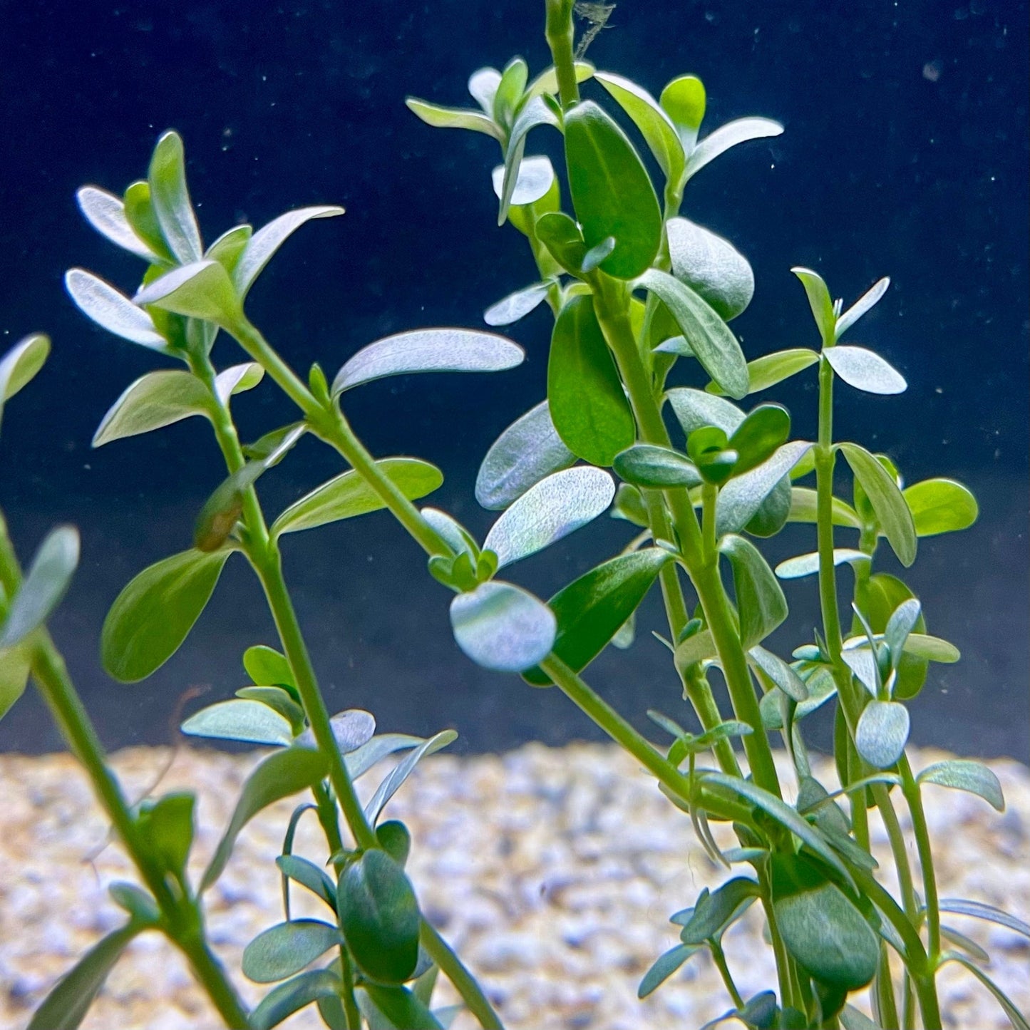 Pisces Enterprises Bunch Plant Green Baby Tears Bunch Shop for Green Baby Tears Aquarium Plant Bunch Scapeshop Australia