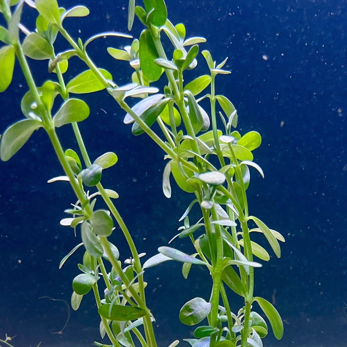 Pisces Enterprises Bunch Plant Green Baby Tears Bunch Shop for Green Baby Tears Aquarium Plant Bunch Scapeshop Australia