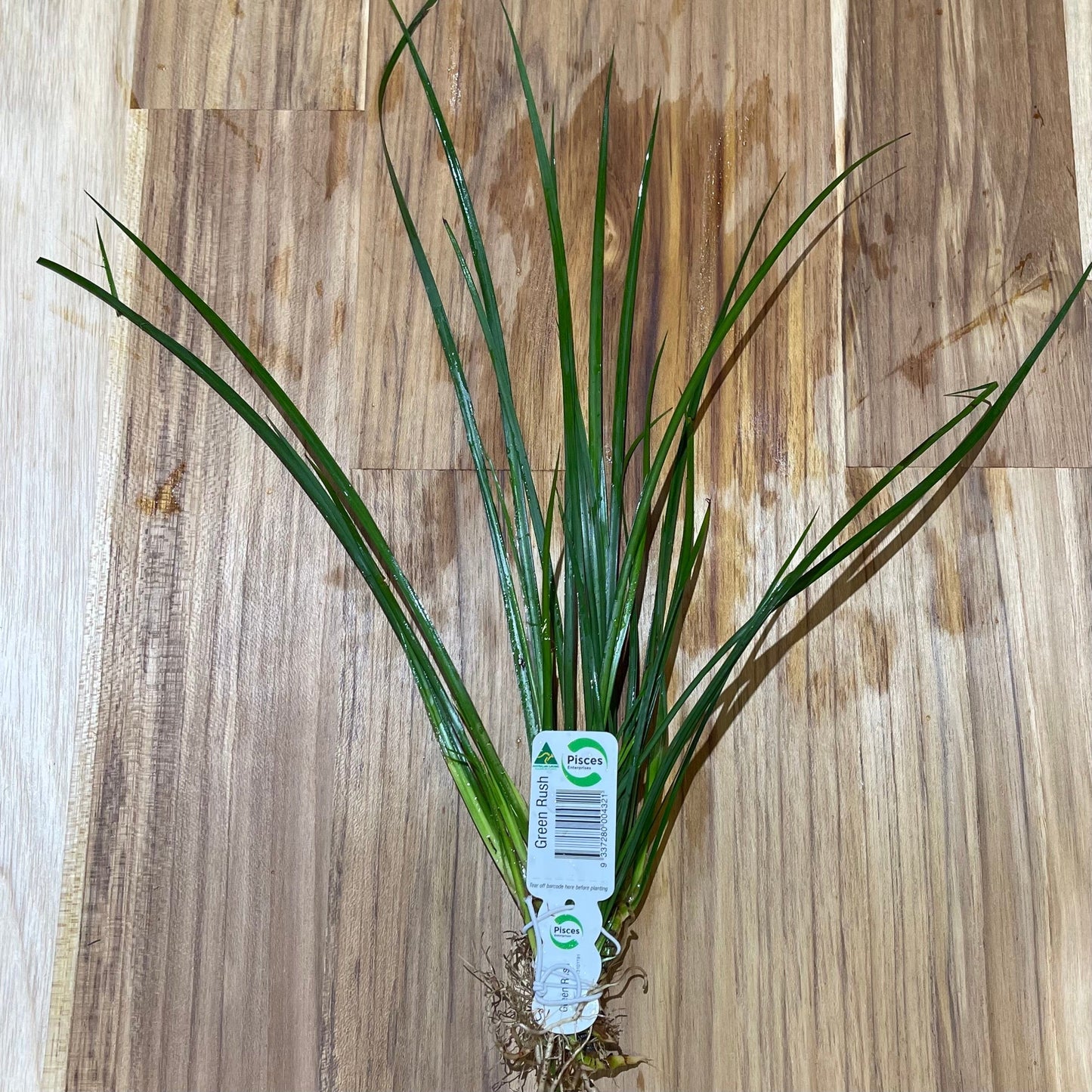 Pisces Enterprises Bunch Plant Green Rush Bunch Green Rush Bunch - Scapeshop Australia Aquarium Plants