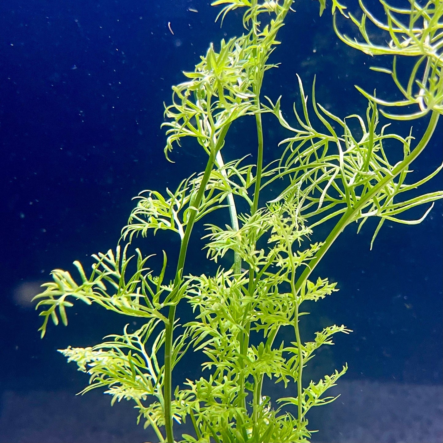 Pisces Enterprises Bunch Plant Lace Fern Bunch Buy Lace Fern Aquarium Plant Bunch Scapeshop Australia