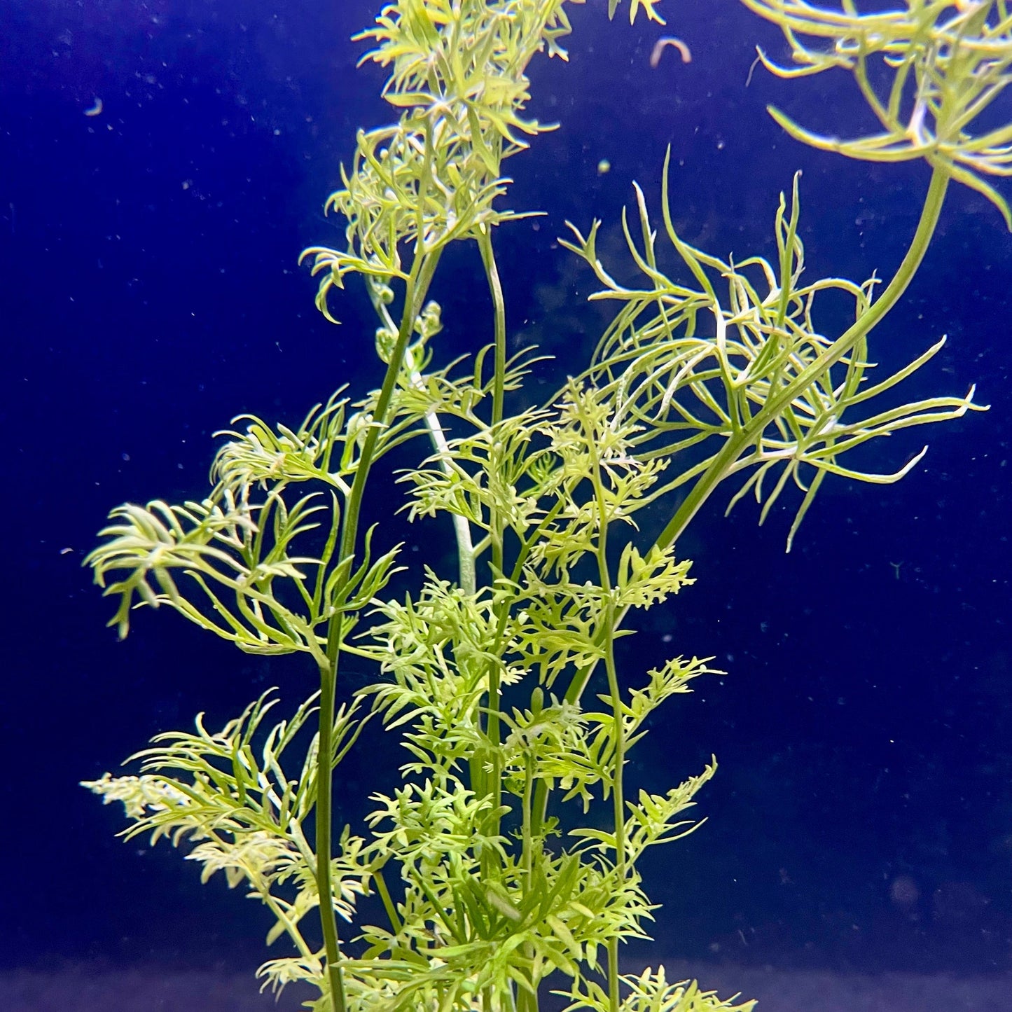 Pisces Enterprises Bunch Plant Lace Fern Bunch Buy Lace Fern Aquarium Plant Bunch Scapeshop Australia
