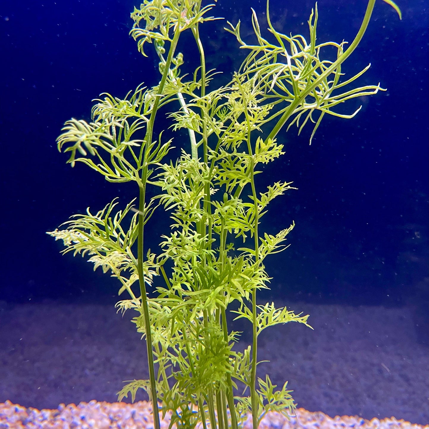 Pisces Enterprises Bunch Plant Lace Fern Bunch Buy Lace Fern Aquarium Plant Bunch Scapeshop Australia