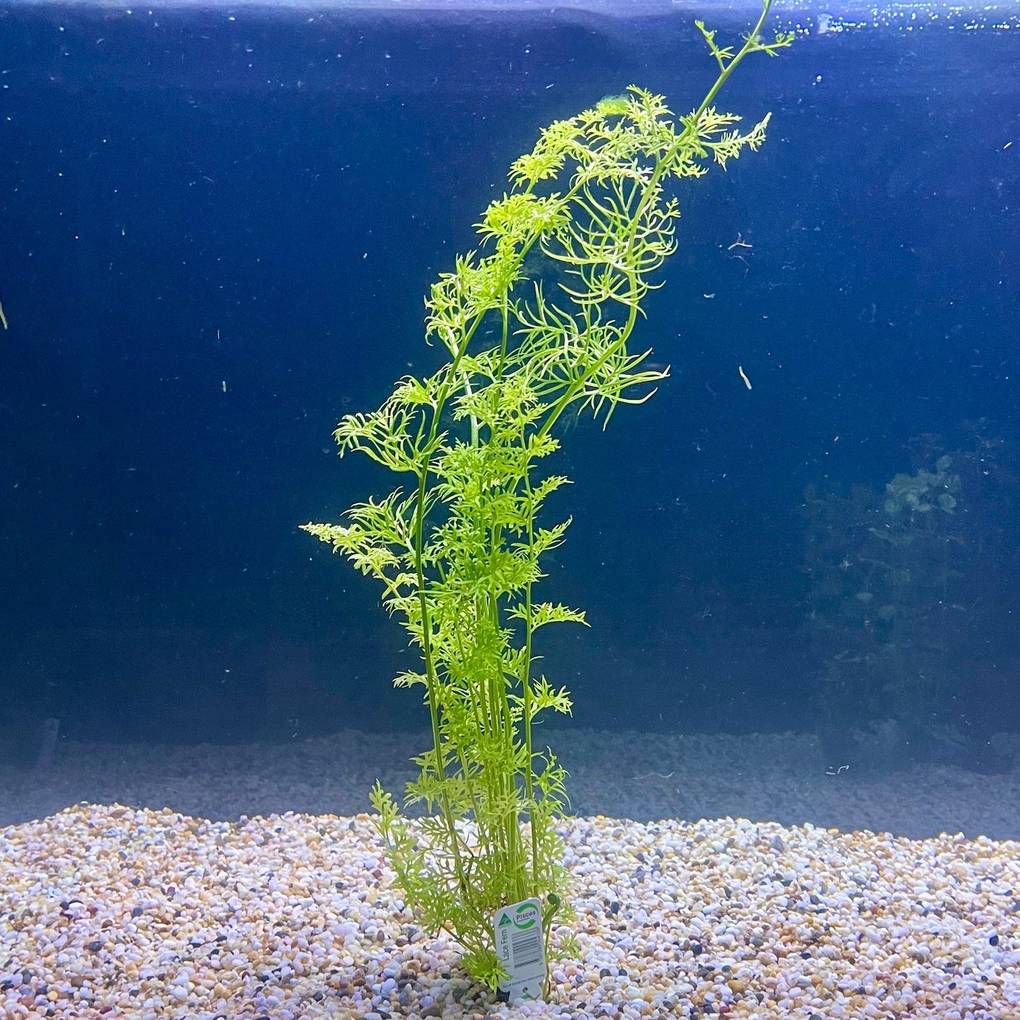 Pisces Enterprises Bunch Plant Lace Fern Bunch Buy Lace Fern Aquarium Plant Bunch Scapeshop Australia