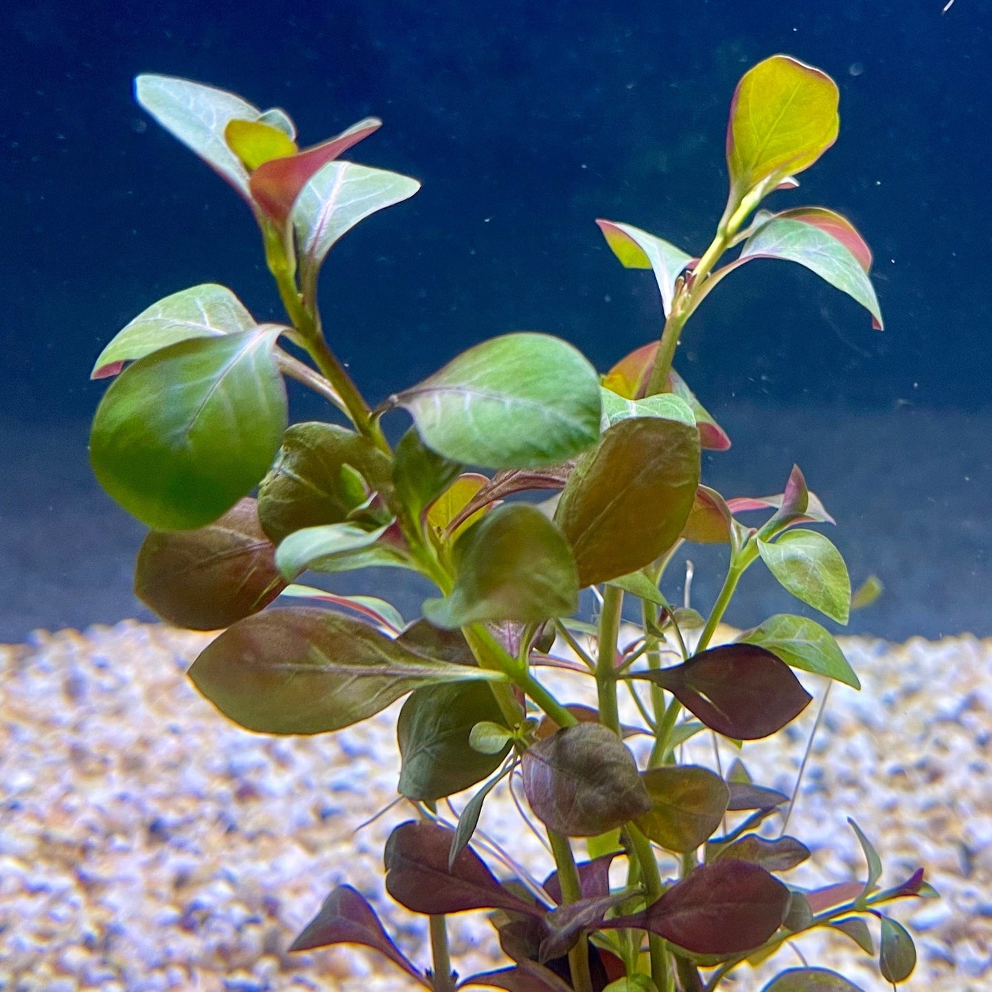 Pisces Enterprises Bunch Plant Ludwigia Bunch Shop for Ludwigia Bunch Aquarium Plants Scapeshop Australia