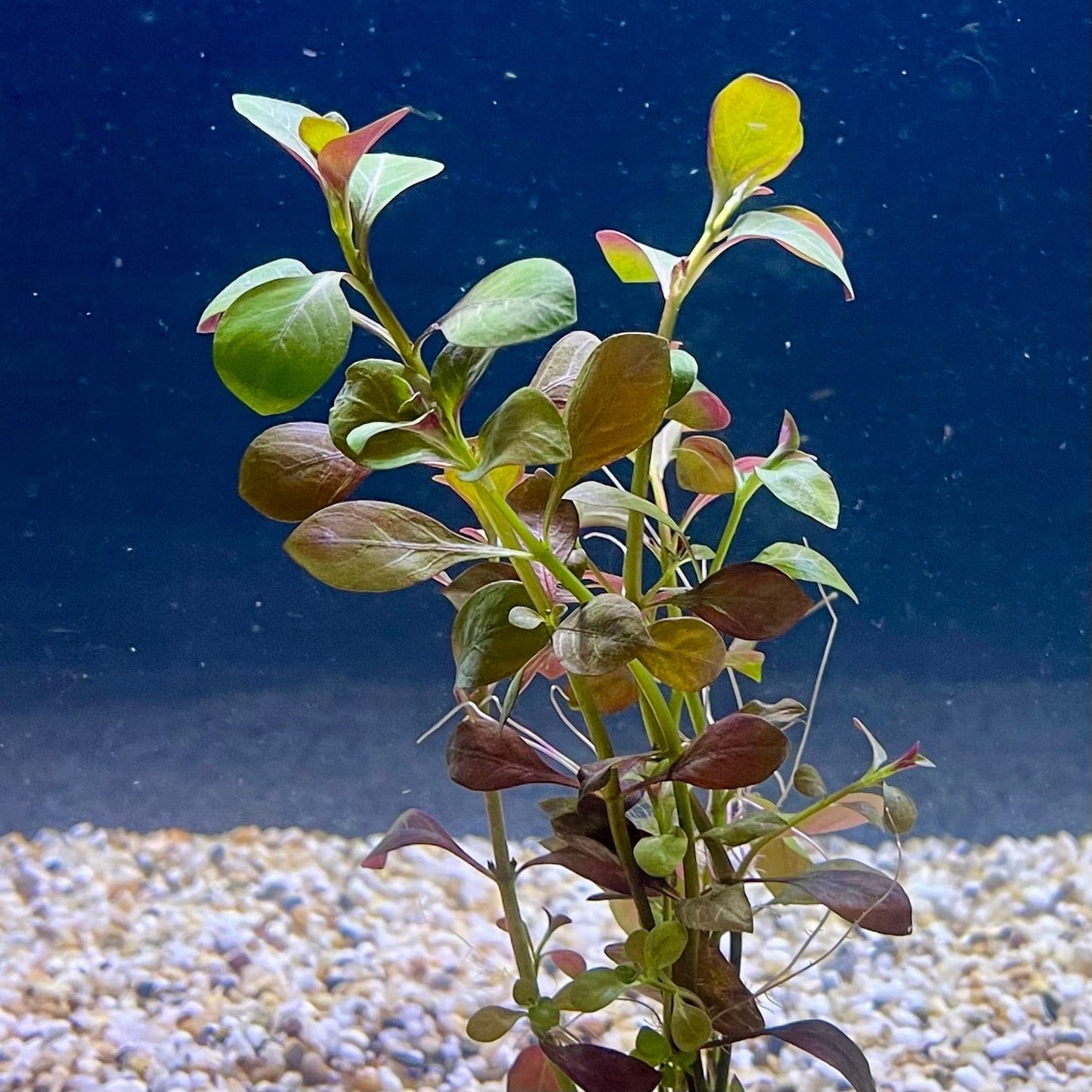 Pisces Enterprises Bunch Plant Ludwigia Bunch Shop for Ludwigia Bunch Aquarium Plants Scapeshop Australia