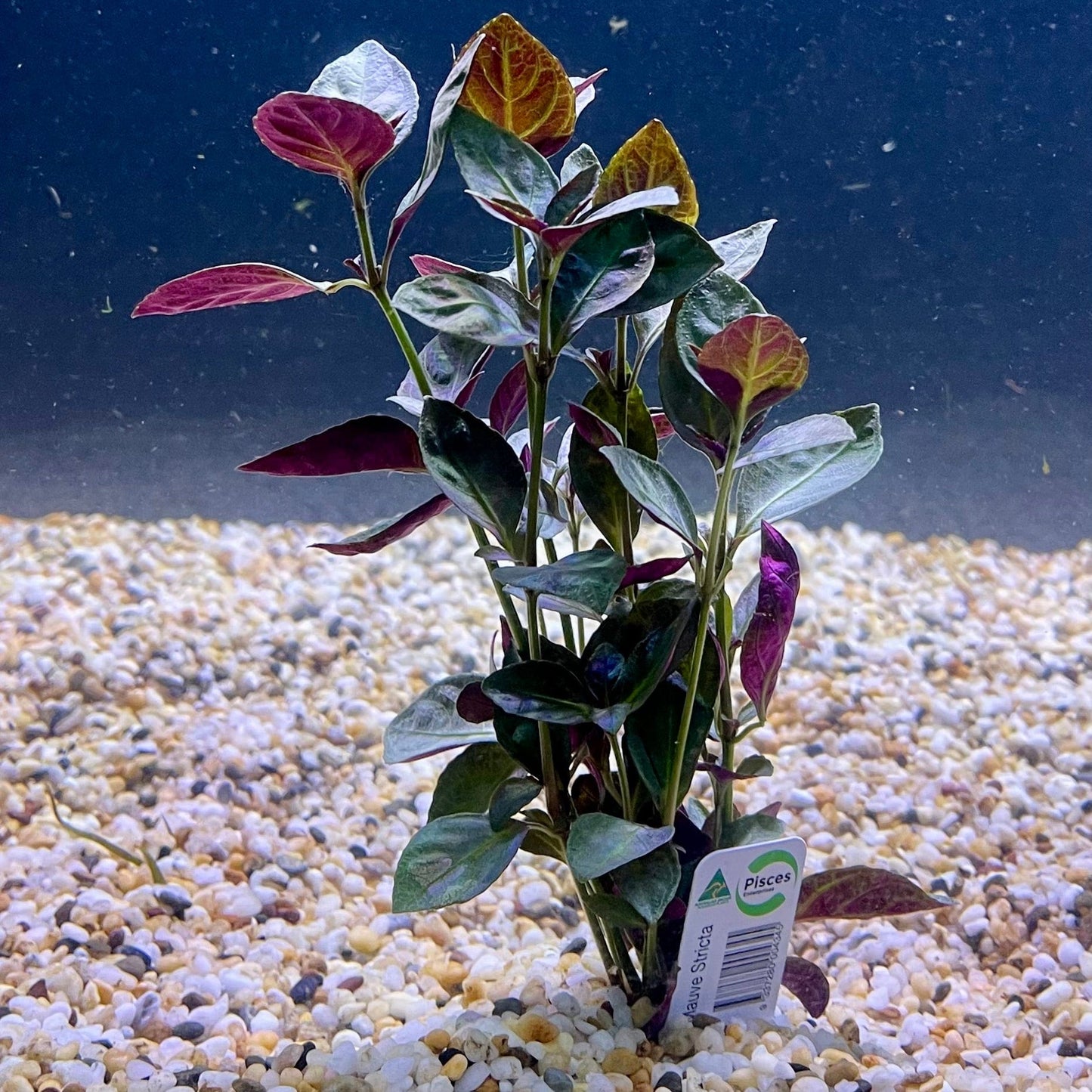 Pisces Enterprises Bunch Plant Mauve Stricta Bunch Buy Mauve Stricta Live Aquarium Plant Bunch Scapeshop Australia