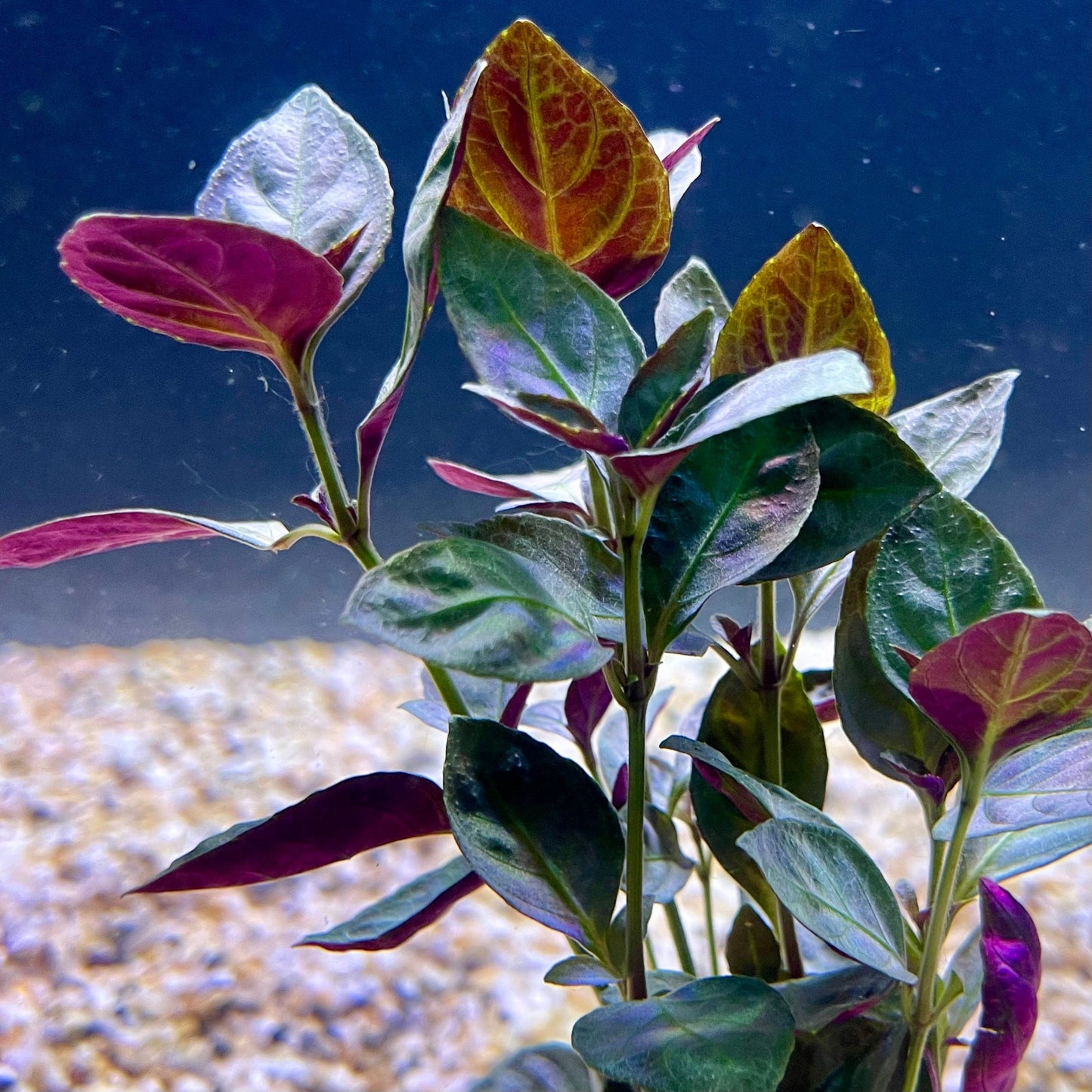 Pisces Enterprises Bunch Plant Mauve Stricta Bunch Buy Mauve Stricta Live Aquarium Plant Bunch Scapeshop Australia