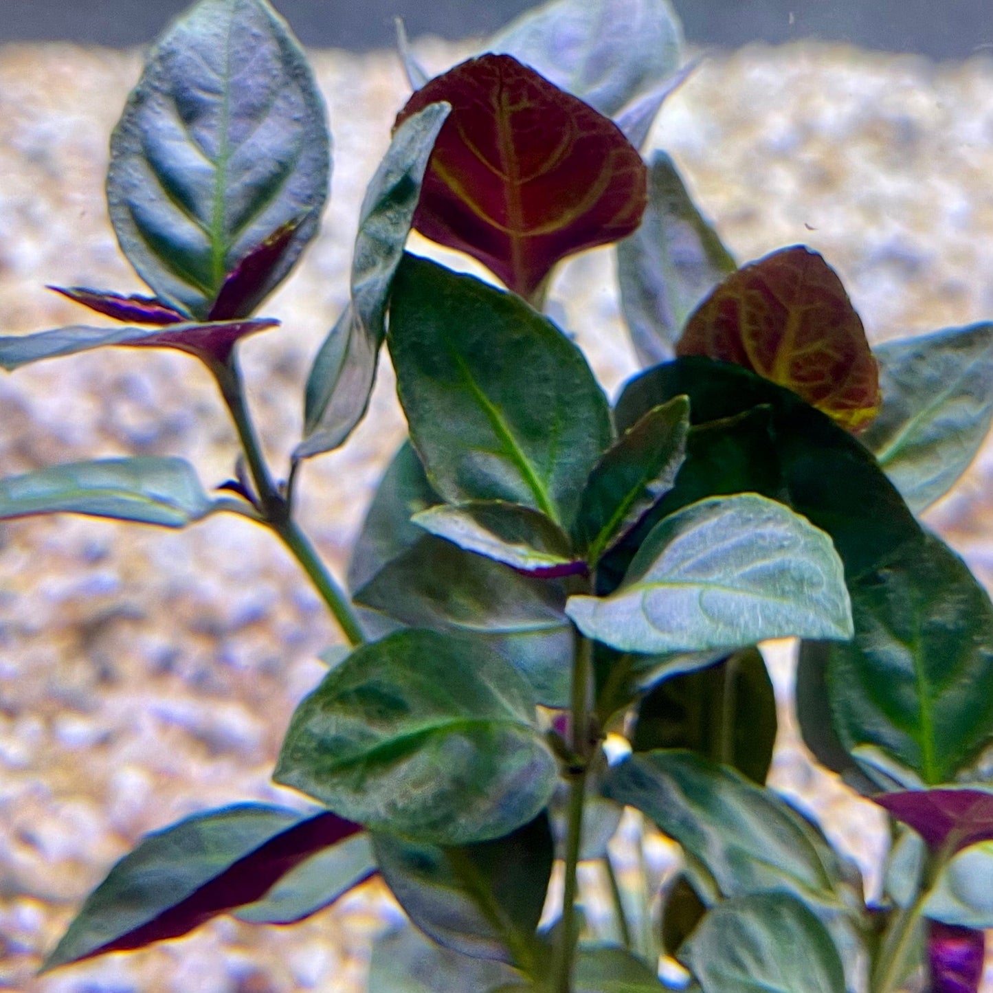 Pisces Enterprises Bunch Plant Mauve Stricta Bunch Buy Mauve Stricta Live Aquarium Plant Bunch Scapeshop Australia