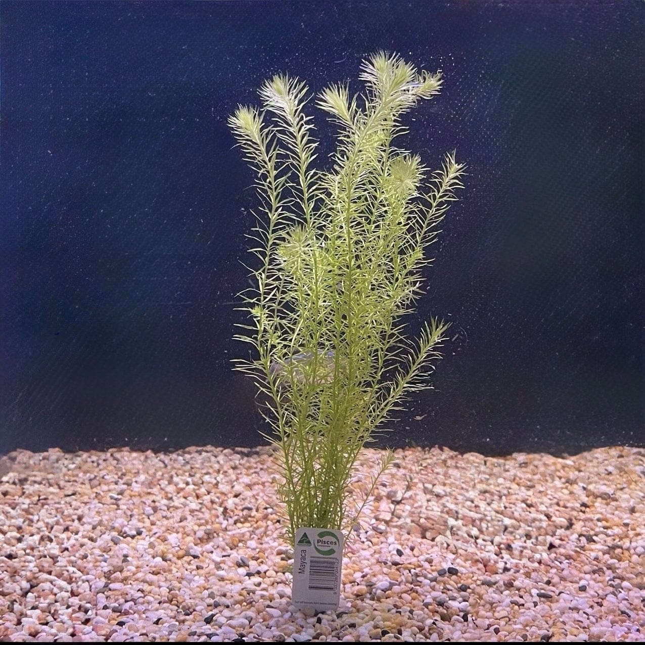 Pisces Enterprises Bunch Plant Mayaca Bunch Buy Live Mayaca Aquarium Plant Bunch Scapeshop Australia