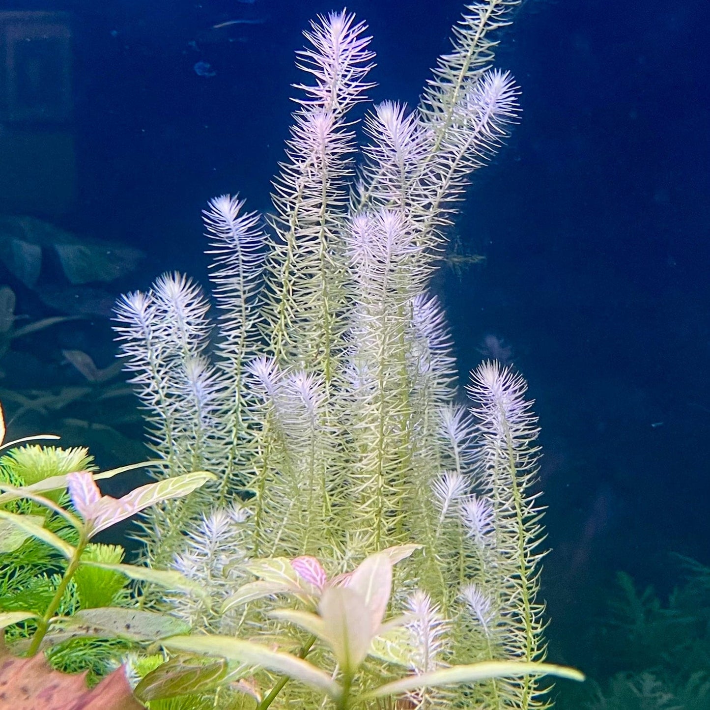 Pisces Enterprises Bunch Plant Mayaca Bunch Buy Live Mayaca Aquarium Plant Bunch Scapeshop Australia