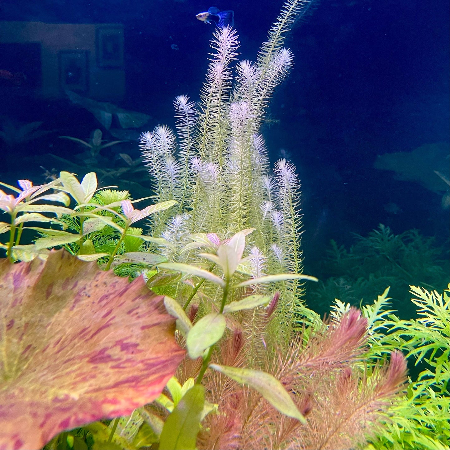 Pisces Enterprises Bunch Plant Mayaca Bunch Buy Live Mayaca Aquarium Plant Bunch Scapeshop Australia