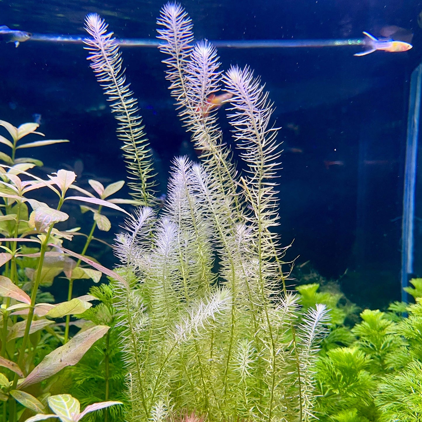 Pisces Enterprises Bunch Plant Mayaca Bunch Buy Live Mayaca Aquarium Plant Bunch Scapeshop Australia