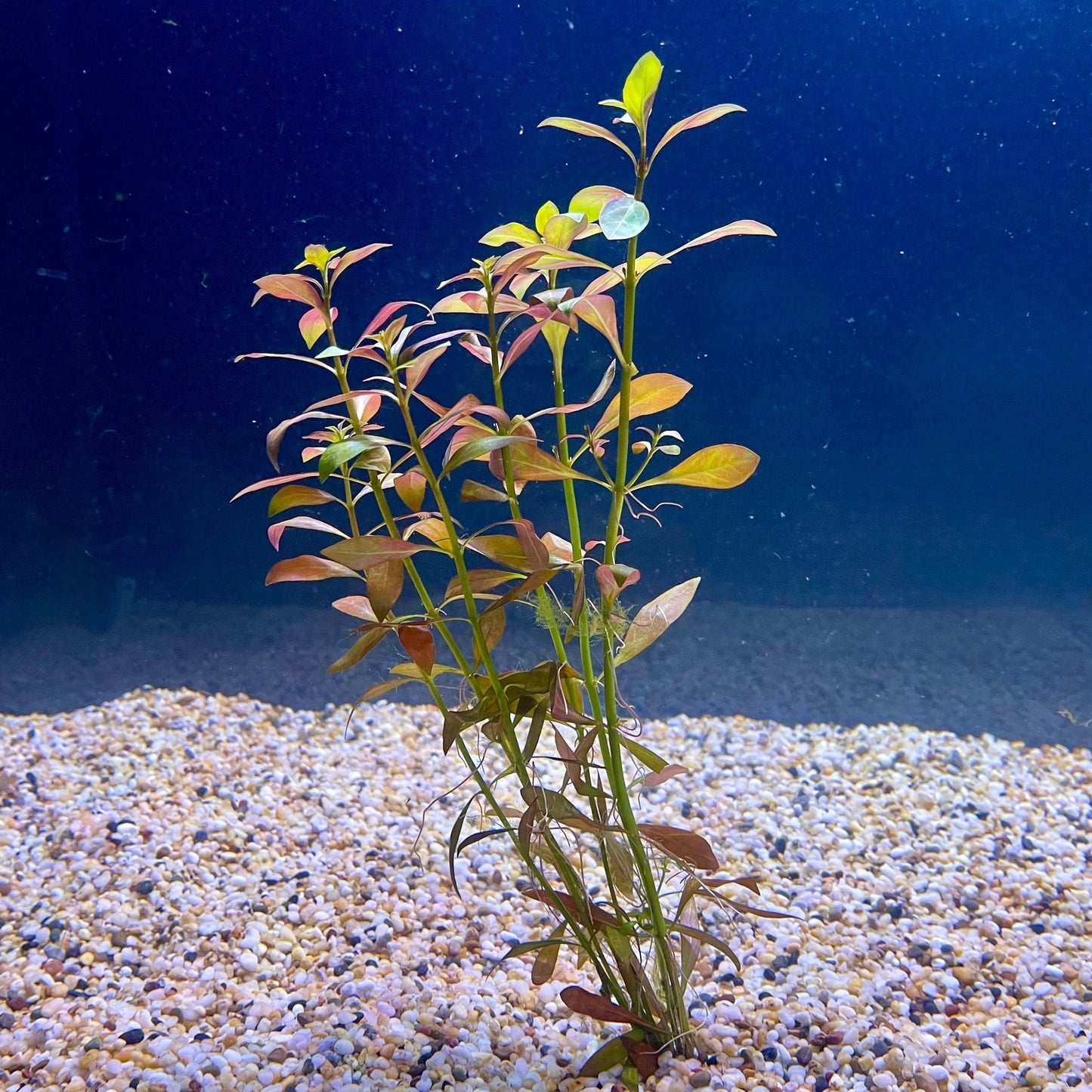 Pisces Enterprises Bunch Plant Narrow Ludwigia Bunch Narrow Ludwigia Aquarium Plant Bunch