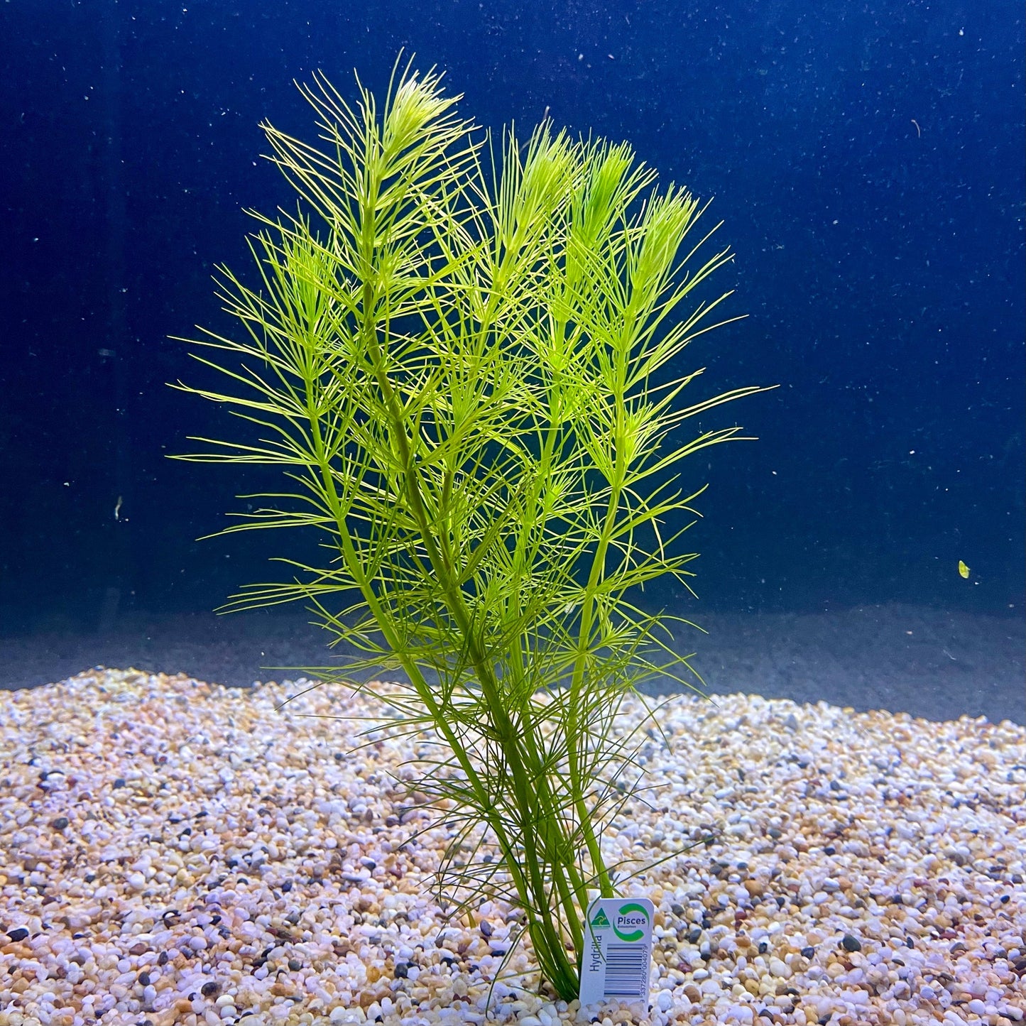 Pisces Enterprises Bunch Plant Pine Needles Bunch Buy Live Pine Needles Aquarium Plant Bunch in Australia online