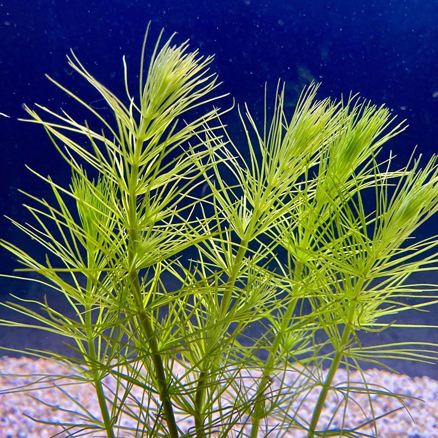 Pisces Enterprises Bunch Plant Pine Needles Bunch Buy Live Pine Needles Aquarium Plant Bunch in Australia online