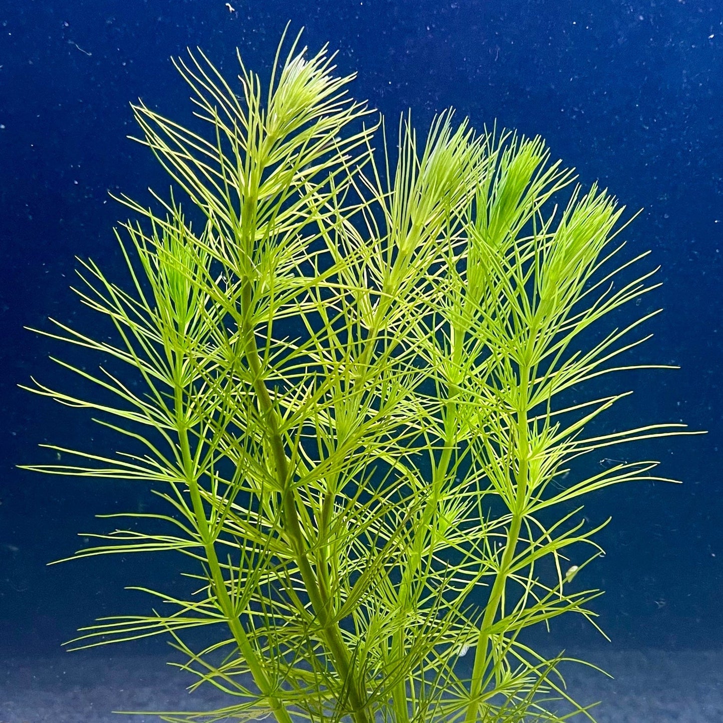 Pisces Enterprises Bunch Plant Pine Needles Bunch Buy Live Pine Needles Aquarium Plant Bunch in Australia online