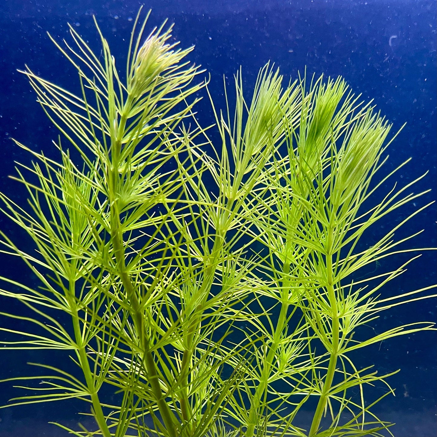 Pisces Enterprises Bunch Plant Pine Needles Bunch Buy Live Pine Needles Aquarium Plant Bunch in Australia online