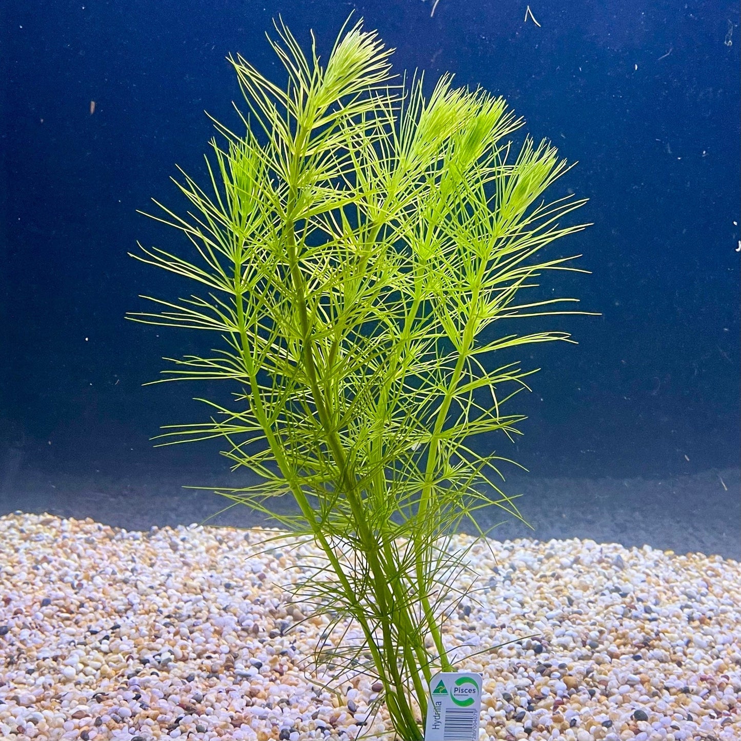 Pisces Enterprises Bunch Plant Pine Needles Bunch Buy Live Pine Needles Aquarium Plant Bunch in Australia online