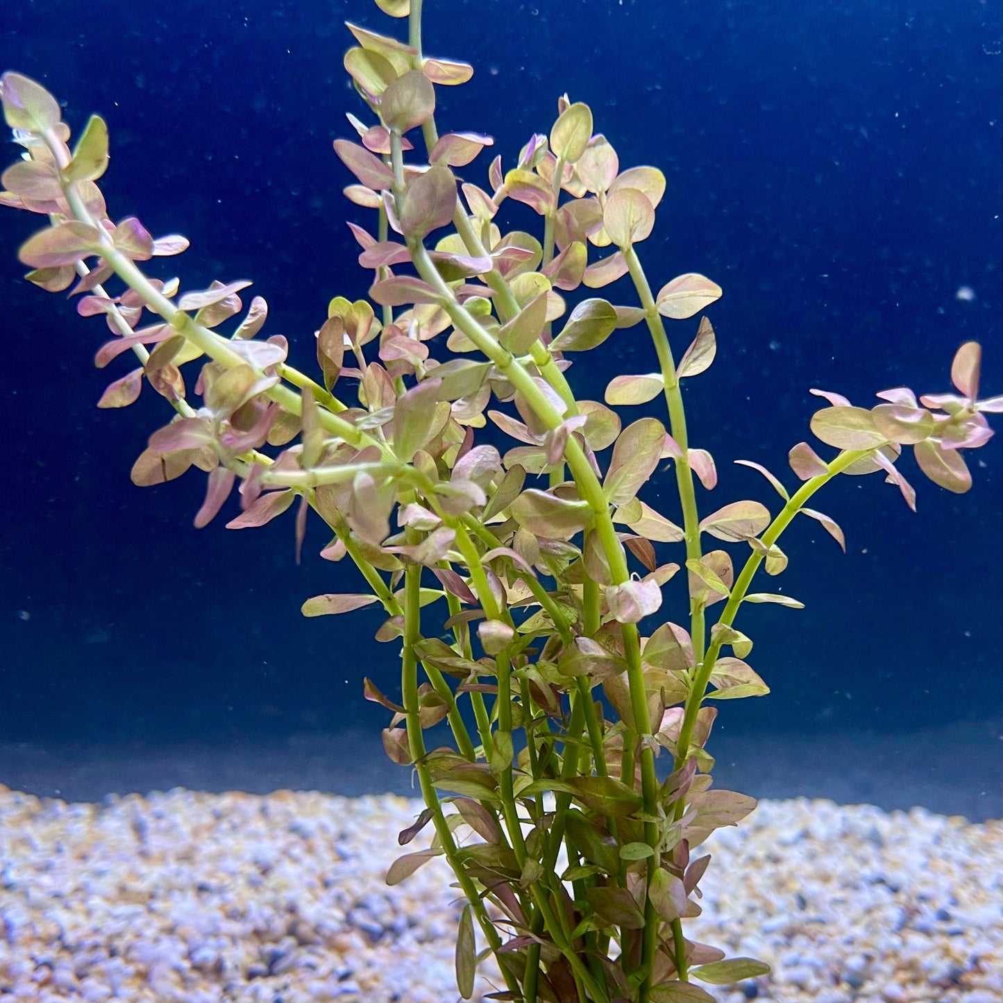 Pisces Enterprises Bunch Plant Pink Baby Tears Bunch Pink Baby Tears Aquarium Plant Bunch