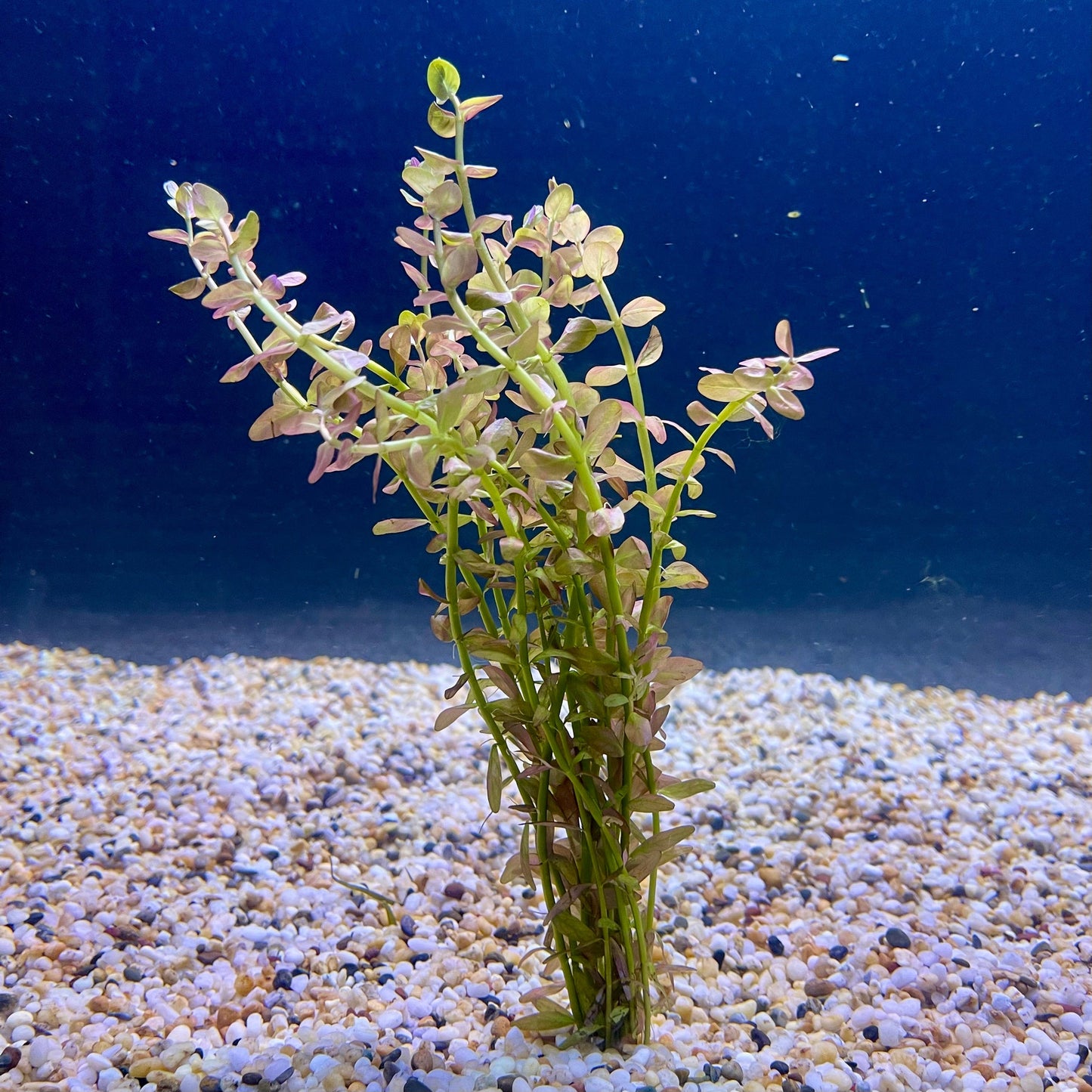 Pisces Enterprises Bunch Plant Pink Baby Tears Bunch Pink Baby Tears Aquarium Plant Bunch