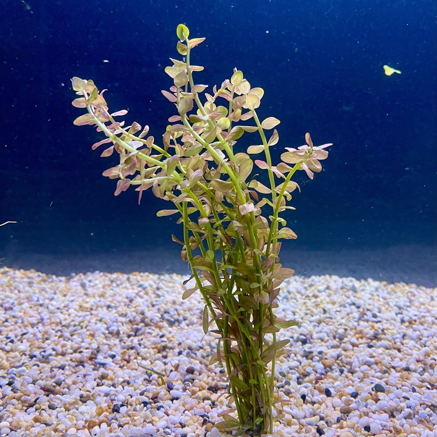 Pisces Enterprises Bunch Plant Pink Baby Tears Bunch Pink Baby Tears Aquarium Plant Bunch