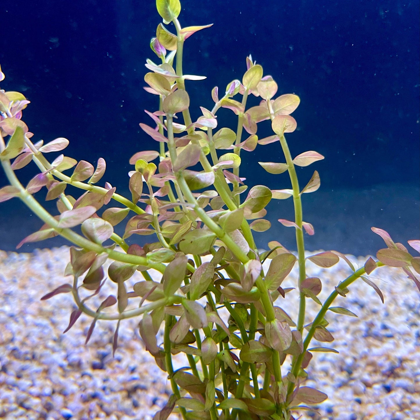 Pisces Enterprises Bunch Plant Pink Baby Tears Bunch Pink Baby Tears Aquarium Plant Bunch