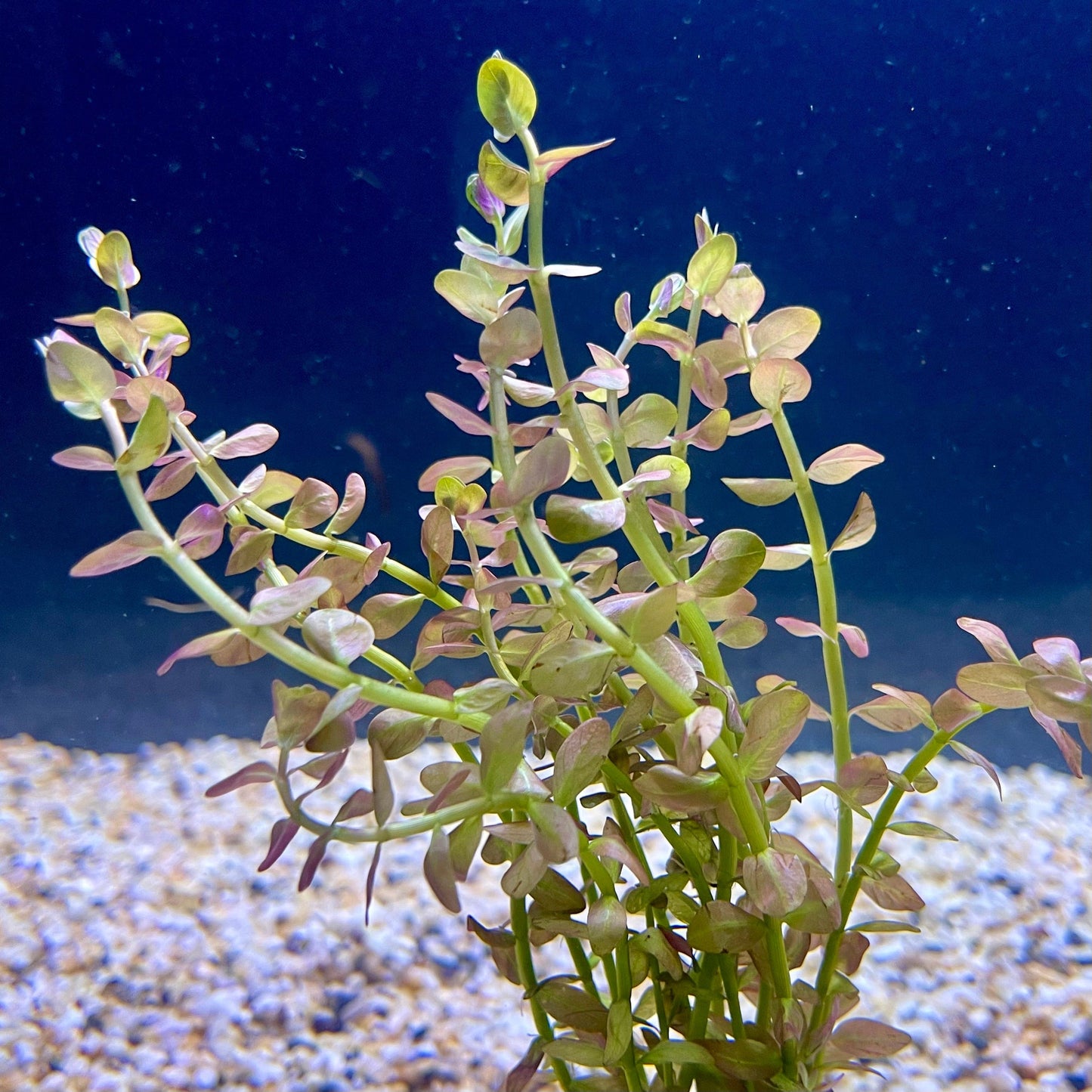 Pisces Enterprises Bunch Plant Pink Baby Tears Bunch Pink Baby Tears Aquarium Plant Bunch