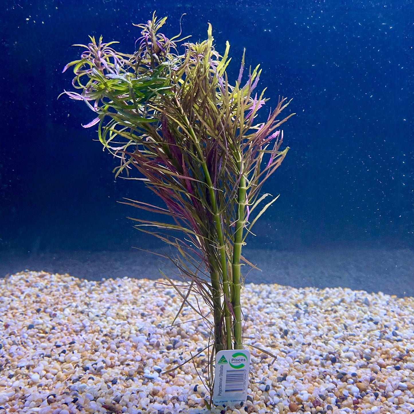 Pisces Enterprises Bunch Plant Pogostemon Stellata Bunch Purchase Pogostemon Stellata Live Aquarium Plant Bunches in Australia