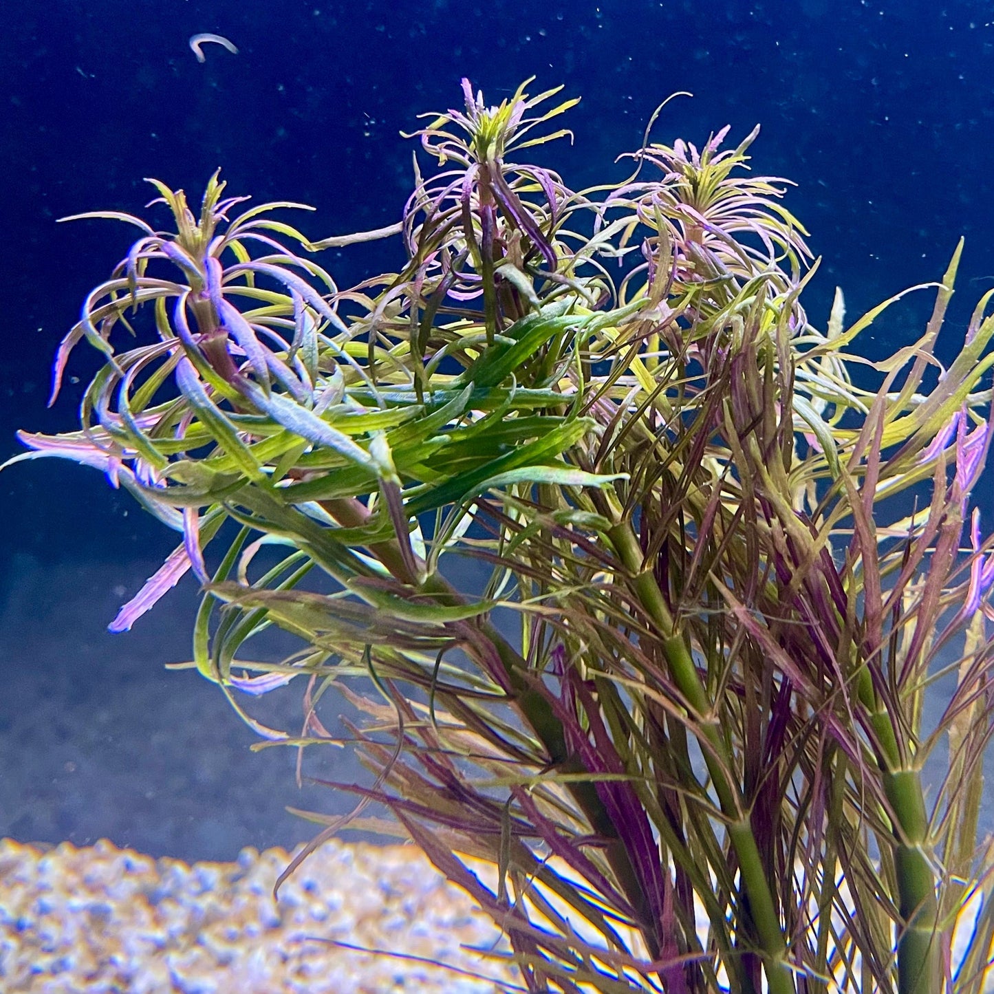 Pisces Enterprises Bunch Plant Pogostemon Stellata Bunch Purchase Pogostemon Stellata Live Aquarium Plant Bunches in Australia