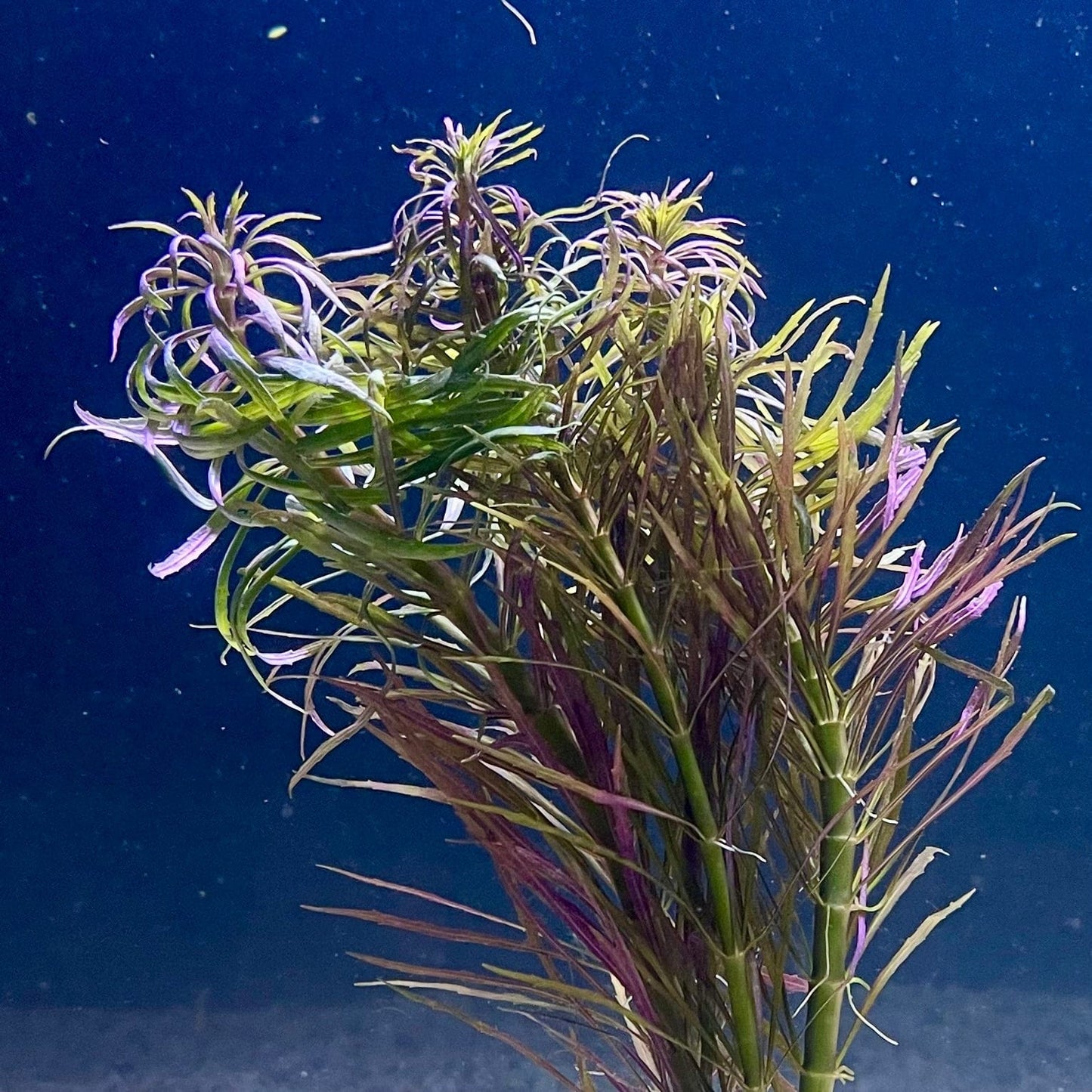 Pisces Enterprises Bunch Plant Pogostemon Stellata Bunch Purchase Pogostemon Stellata Live Aquarium Plant Bunches in Australia