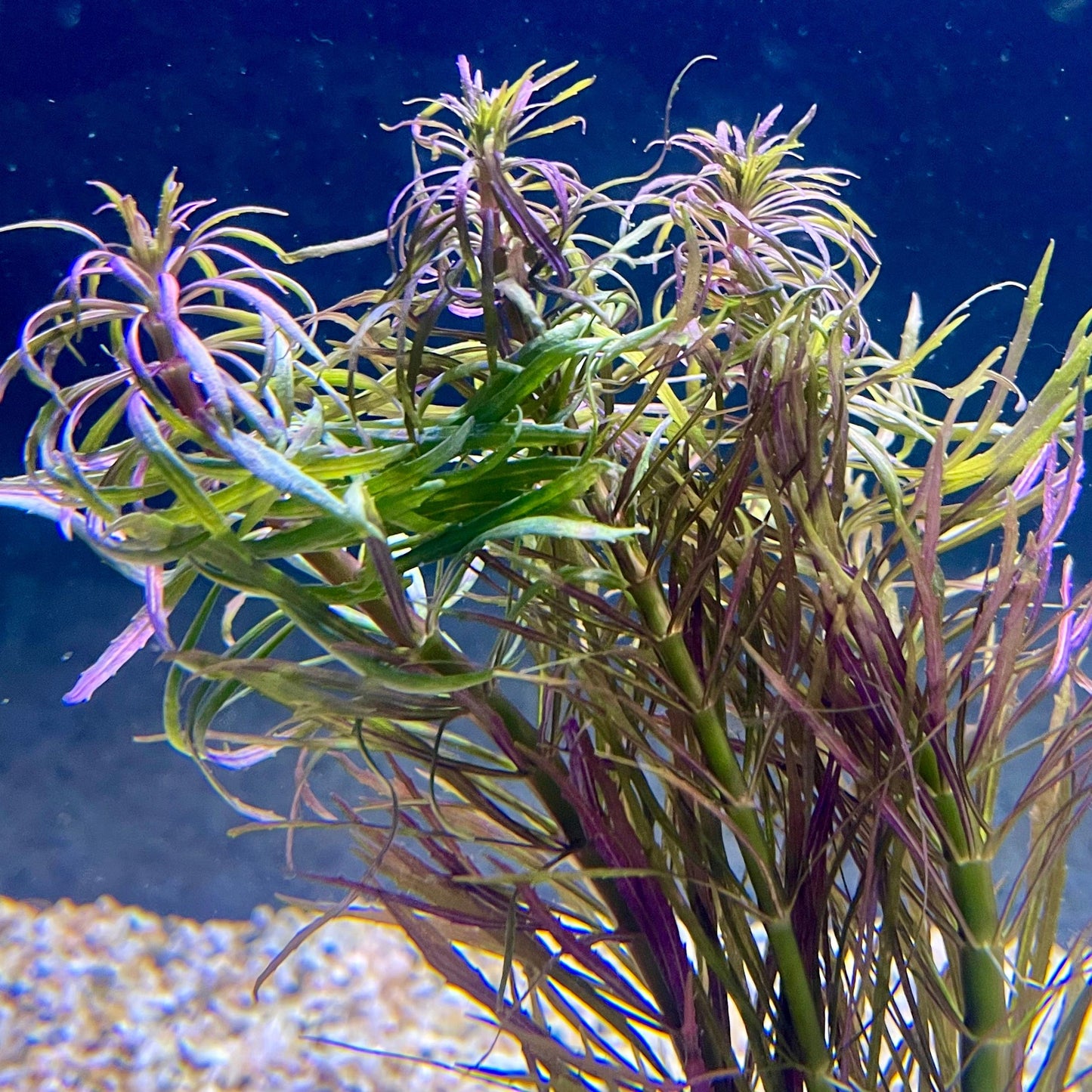 Pisces Enterprises Bunch Plant Pogostemon Stellata Bunch Purchase Pogostemon Stellata Live Aquarium Plant Bunches in Australia