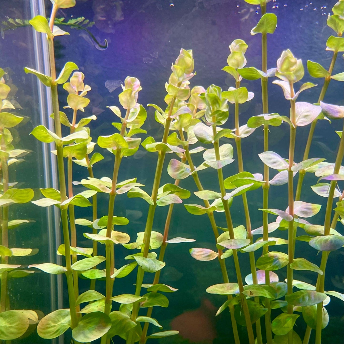 Pisces Enterprises Bunch Plant Rotala Rotundifolia Bunch Buy Rotala Rotundifolia Live Aquarium Plant Bunch Scapeshop Australia