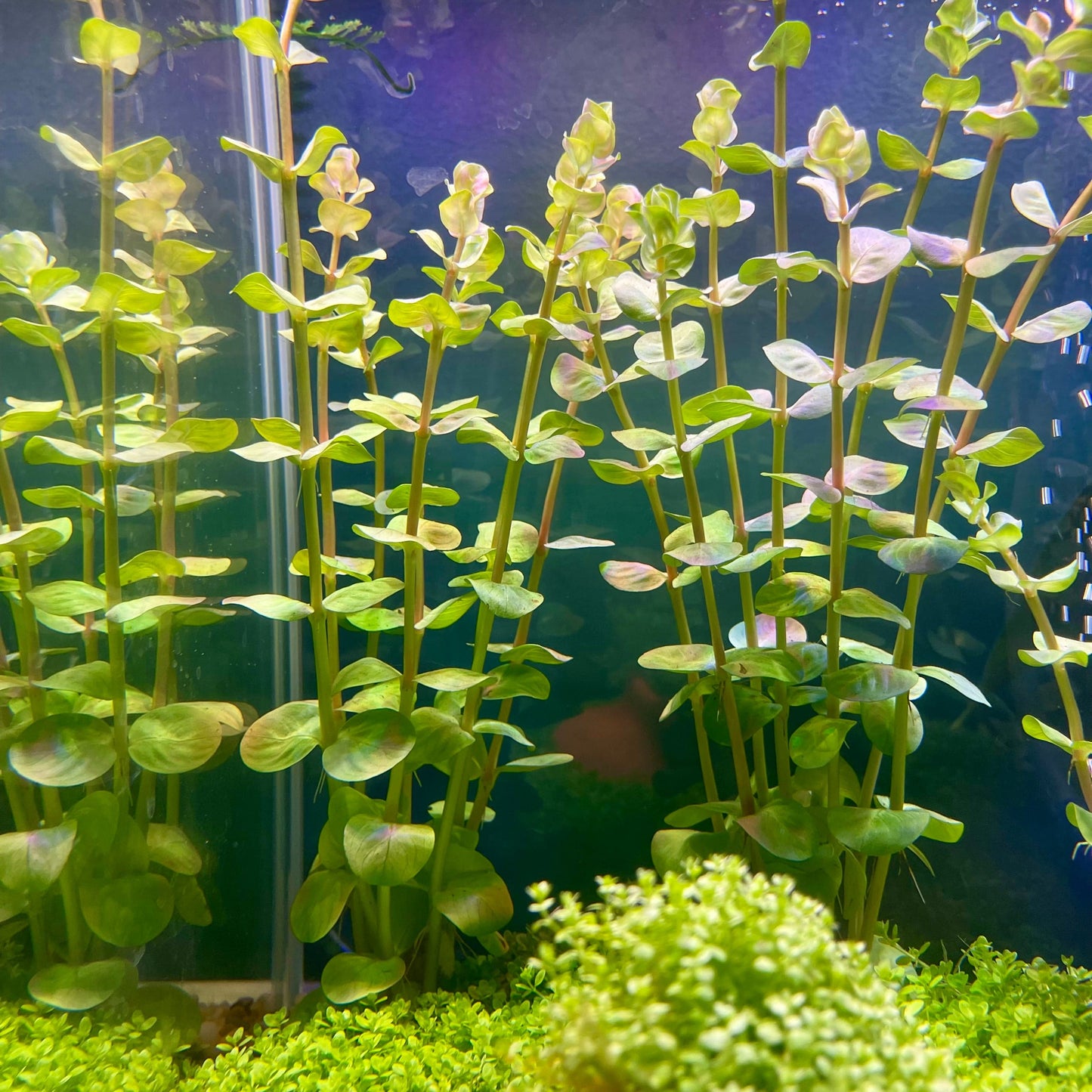 Pisces Enterprises Bunch Plant Rotala Rotundifolia Bunch Buy Rotala Rotundifolia Live Aquarium Plant Bunch Scapeshop Australia