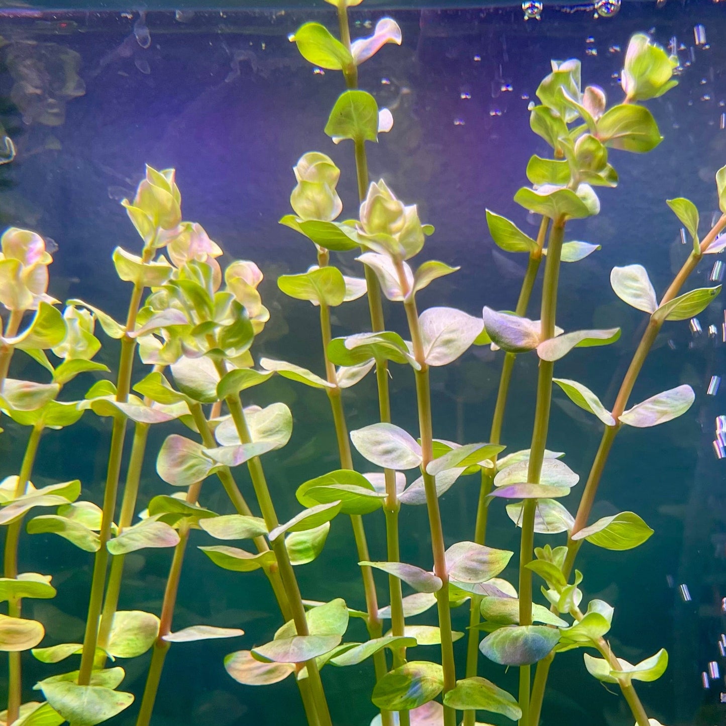 Pisces Enterprises Bunch Plant Rotala Rotundifolia Bunch Buy Rotala Rotundifolia Live Aquarium Plant Bunch Scapeshop Australia